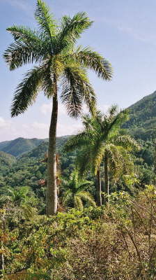 db_Kuba Landschaft bei Trinidad1