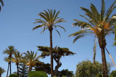 db_Spanien Palmengarten1